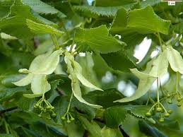 Attēlu rezultāti vaicājumam “Tilia platyphyllos Laciniata”