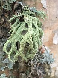 Attēlu rezultāti vaicājumam “Evernia mesomorpha”