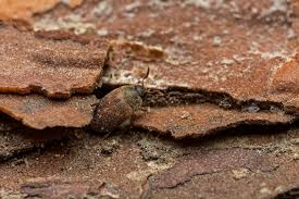 Attēlu rezultāti vaicājumam “Attagenus smirnovi”