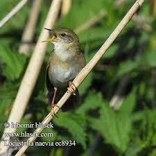 Image result for Locustella naevia