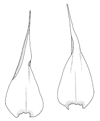 Attēlu rezultāti vaicājumam “Drepanocladus polygamus”
