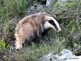 Attēlu rezultāti vaicājumam “Meles meles”