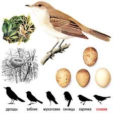 Attēlu rezultāti vaicājumam “Sylvia borin eggs”