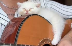 Image result for Cat sleeping in guitar