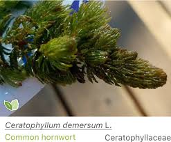 Attēlu rezultāti vaicājumam “Ceratophyllaceae”