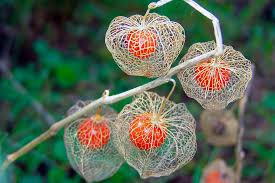 Attēlu rezultāti vaicājumam “Physalis alkekengi leaf”