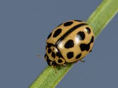 Attēlu rezultāti vaicājumam “Sospita vigintiguttata”