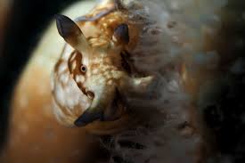 Attēlu rezultāti vaicājumam “Hoplia parvula imago”