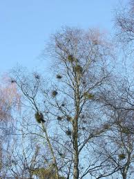 Attēlu rezultāti vaicājumam “Taphrina betulina”