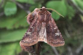 Attēlu rezultāti vaicājumam “Cerastis leucographa”