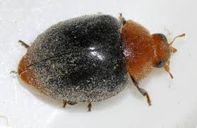 Image result for Cryptolaemus