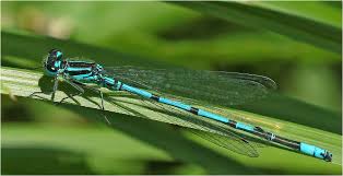 Attēlu rezultāti vaicājumam “Coenagrion puella male”