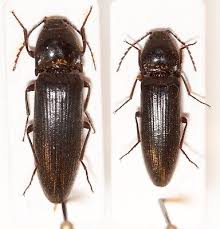 Attēlu rezultāti vaicājumam “Elateridae”