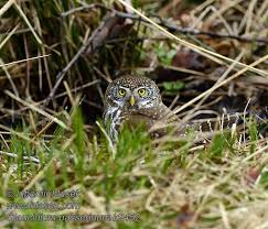 Attēlu rezultāti vaicājumam “Glaucidium passerinum adult”