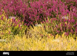 Attēlu rezultāti vaicājumam “Calluna vulgaris bud”