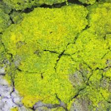 Attēlu rezultāti vaicājumam “Chrysothrix candelaris”