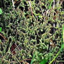 Attēlu rezultāti vaicājumam “Paludella squarrosa”