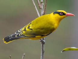 Attēlu rezultāti vaicājumam “Oriolus oriolus”