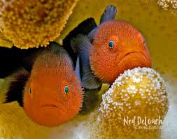 Attēlu rezultāti vaicājumam “Pogonatum dentatum macro”