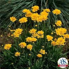 Image result for Coreopsis