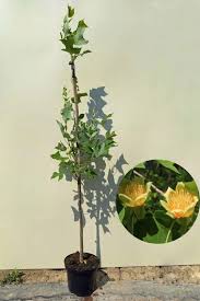 Attēlu rezultāti vaicājumam “Liriodendron tulipifera”