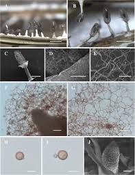 Attēlu rezultāti vaicājumam “Diachea leucopodia young”