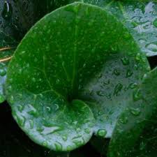 Attēlu rezultāti vaicājumam “Asarum europaeum”