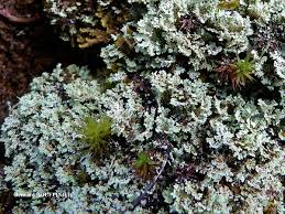 Attēlu rezultāti vaicājumam “Cladonia parasitica”