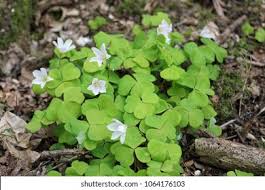 Attēlu rezultāti vaicājumam “Oxalis acetosella leaf”