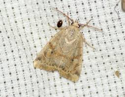 Attēlu rezultāti vaicājumam “Cosmia trapezina”