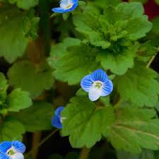 Attēlu rezultāti vaicājumam “Veronica persica flower”