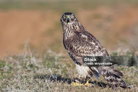 Attēlu rezultāti vaicājumam “Accipiter gentilis”