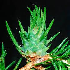 Attēlu rezultāti vaicājumam “Sacchiphantes abietis”