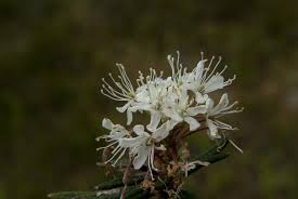 Attēlu rezultāti vaicājumam “Ledum palustre flower”