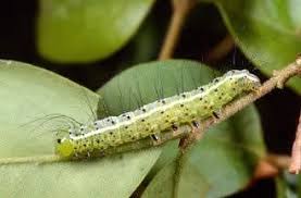 Attēlu rezultāti vaicājumam “Craniophora ligustri larva”