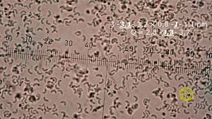 Attēlu rezultāti vaicājumam “Skeletocutis carneogrisea”