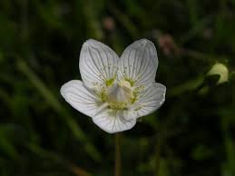 Attēlu rezultāti vaicājumam “Parnassia palustris”