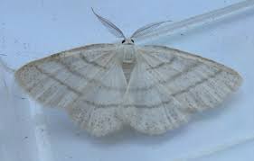 Attēlu rezultāti vaicājumam “Cabera pusaria male”