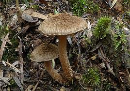 Attēlu rezultāti vaicājumam “Inocybe lanuginosa”