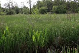 Attēlu rezultāti vaicājumam “Rumex hydrolapathum”