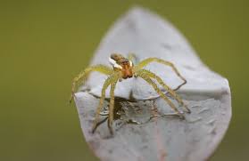 Attēlu rezultāti vaicājumam “Dolomedes fimbriatus”