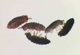 Attēlu rezultāti vaicājumam “Hypogastrura sp.”