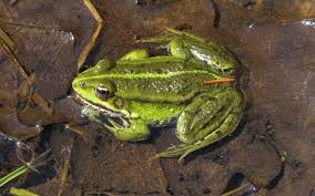 Attēlu rezultāti vaicājumam “Pelophylax”