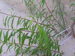Attēlu rezultāti vaicājumam “Salix daphnoides subsp. acutifolia bud”
