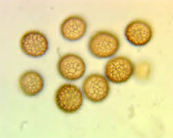 Attēlu rezultāti vaicājumam “Symphytocarpus impexus sessile”
