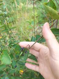 Attēlu rezultāti vaicājumam “Amelanchier spicata”