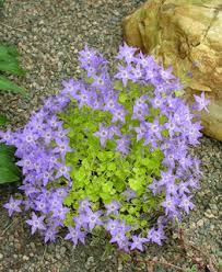 Image result for Campanula lingulata