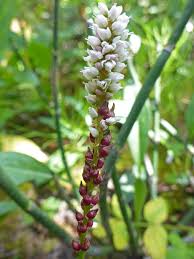 Attēlu rezultāti vaicājumam “Bistorta vivipara flower”