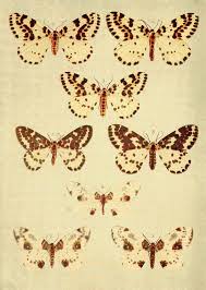 Attēlu rezultāti vaicājumam “Abraxas sylvata imago”