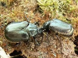 Attēlu rezultāti vaicājumam “Osmoderma barnabita”